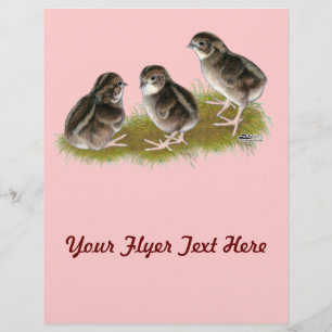 Flyer Pintinhos das codorniz do Coturnix