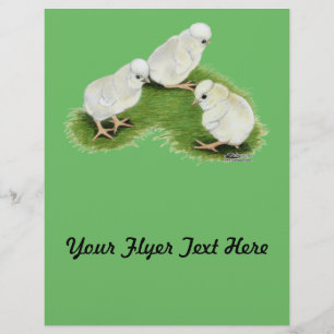 Flyer Pintinhos de abertura poloneses