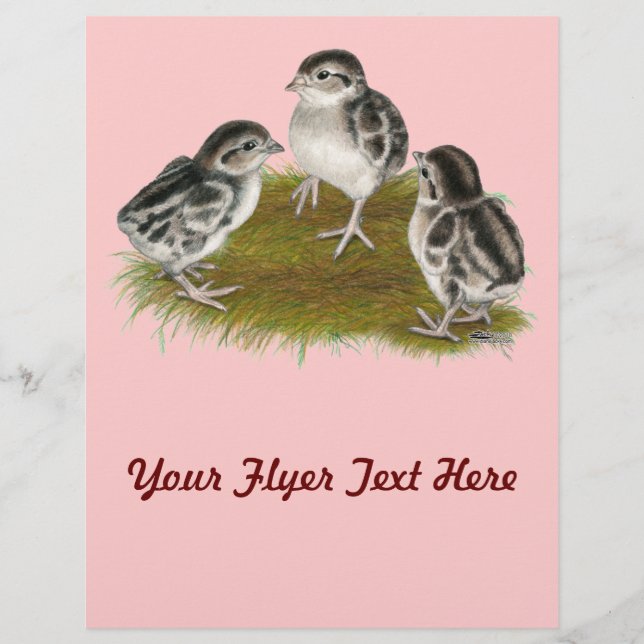 Flyer Pintinhos de Chukar Partridge (Frente)