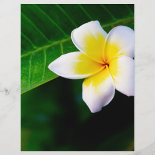 Flyer plumeria