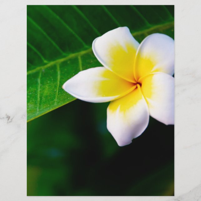 Flyer plumeria (Frente)