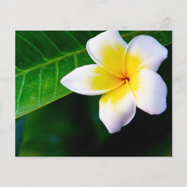 Flyer plumeria (Frente)
