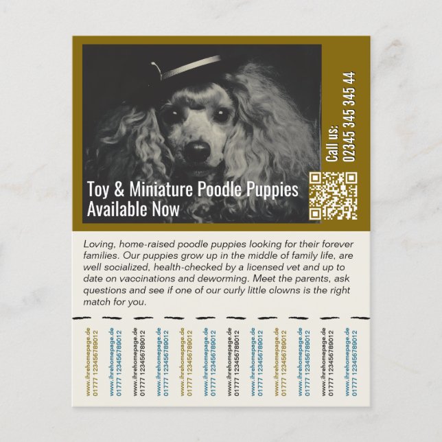 Flyer Poodle Voador (Frente)