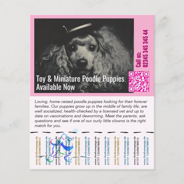 Flyer Poodle Voador (Frente)