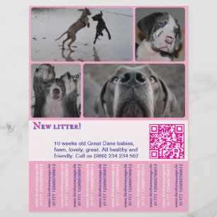 Flyer Pôster de Venda de Cachorro de Design 4 fotos