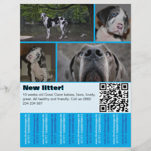Flyer Pôster de Venda de Cachorro de Design 4 fotos