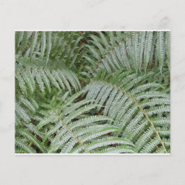 Flyer Prospectus Fougère verte