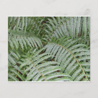 Flyer Prospectus Fougère verte