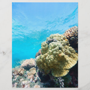 Flyer Recife coralino