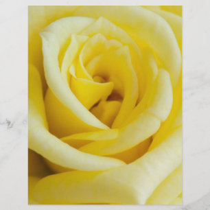 Flyer Rosa amarelo