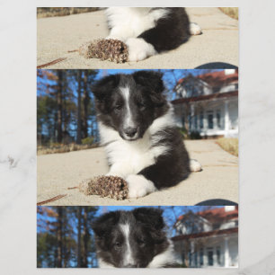 Flyer shp shp filhote preto e branco