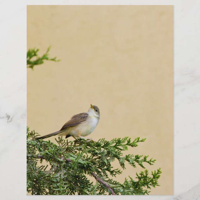 Flyer Sparrow (Frente)