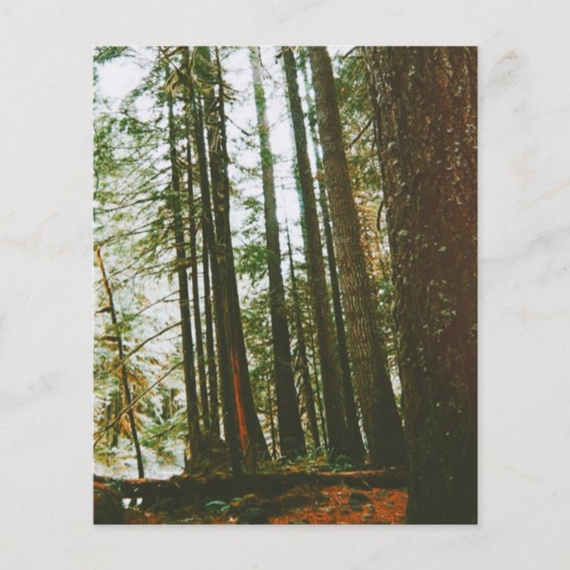 Flyer Speck (Frente)