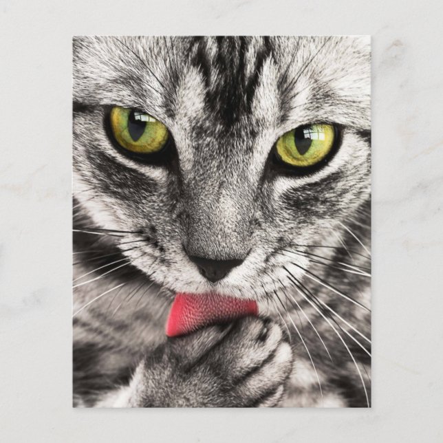 Flyer tabby- 114782 tabby cat close up retrat feline an (Frente)