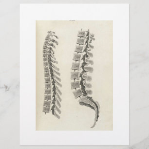 Flyer Tiragem das vértebras