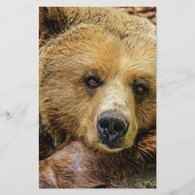 Flyer Urso ursos animal personalizado aniversários (Frente)