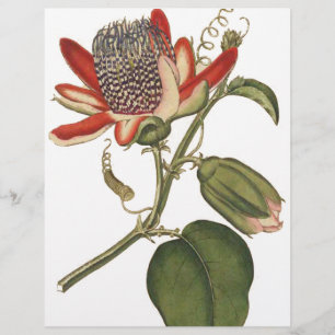 Flyer Vintage Passion Flower