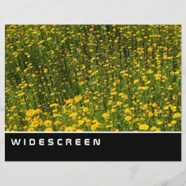 Flyer Widescreen - Campo de margaridas amarelas