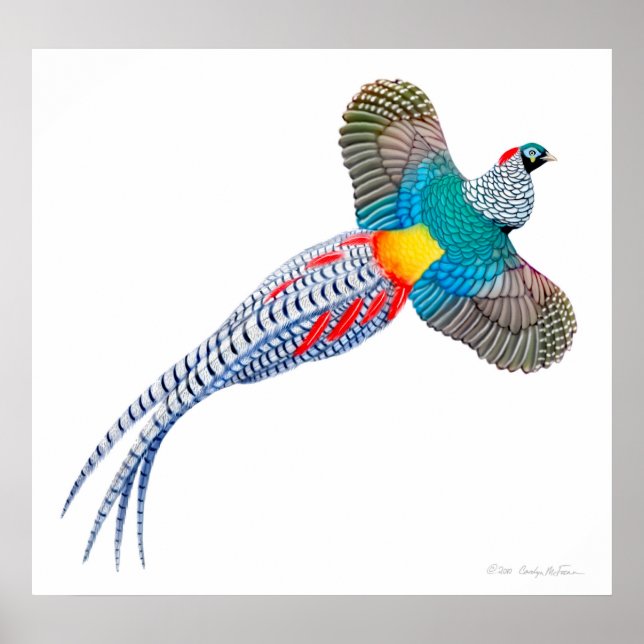 Flying Lady Amherst Pheasant Impressão (Frente)