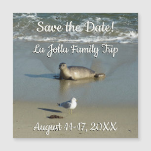 Foca-comum em La Jolla Califórnia