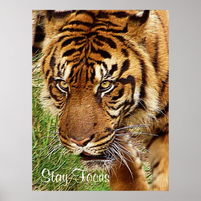 Foco _ Poster (Frente)