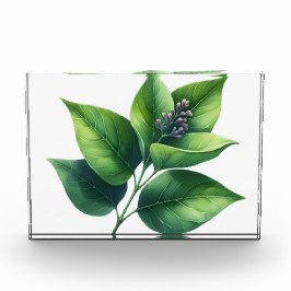 Folha Botânica e Blossomas