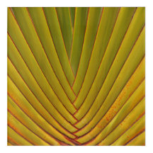 Folha de Palm