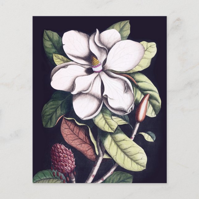 Folha de Papel de Agradecimento Flor de Magnólia (Frente)