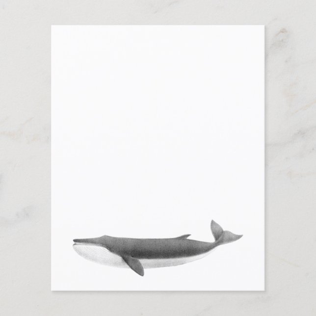 FOLHA DE PAPEL DE BALEIA (Frente)