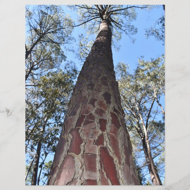 Folha de Papel de Pine La Gerche Ponderosa (Frente)