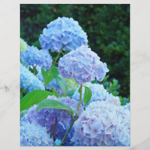 Folha de Verão Azul Hydrangea Flor Papel de Tabule