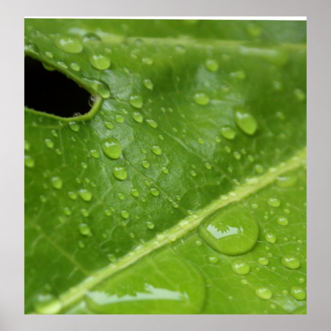 Folha Verde com Poster de Raindroits/Impressão (Frente)