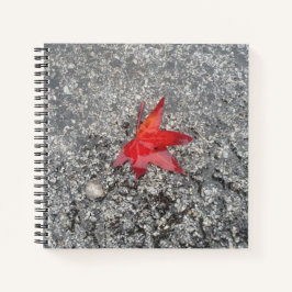 Folha vermelha da chuva na estrada texturizada de 