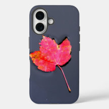 Folha vermelha na água