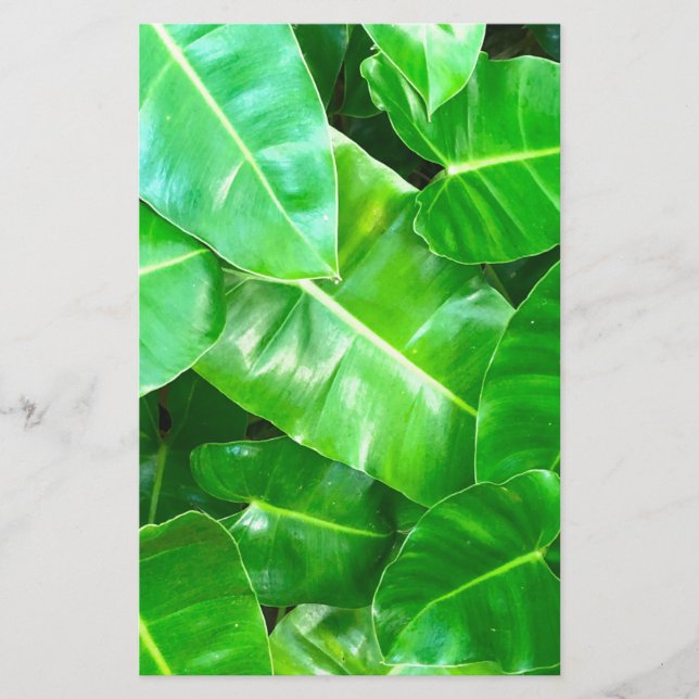 Folhagem Verde Tropical (Frente)