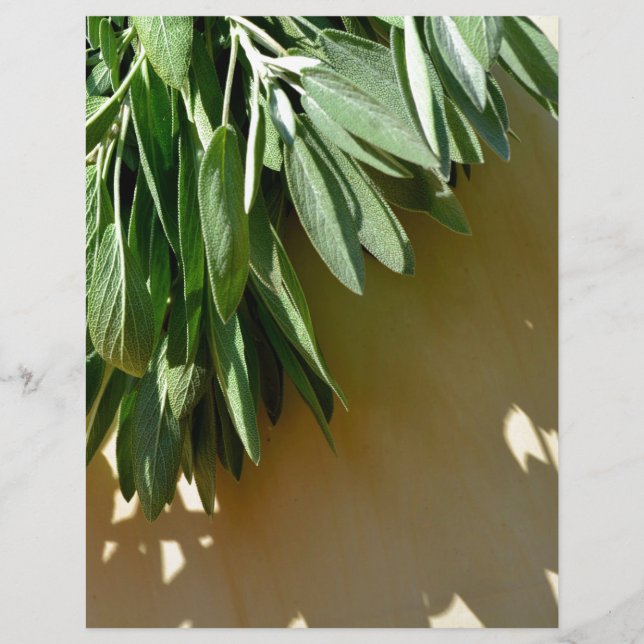 Folhas botânicas verdes Elegantes Plantas aromátic (Frente)