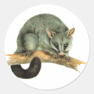 Folhas da etiqueta - gambá cooroy