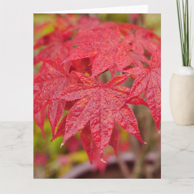 Folhas de bordo japonês cartão (Frente)