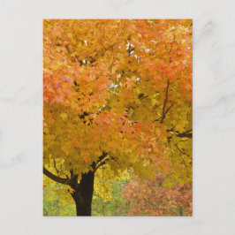 Folhas de outono Cartão postal