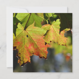 Folhas de outono coloridas