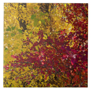 Folhas de outono no Azulejo Outback do Oregon