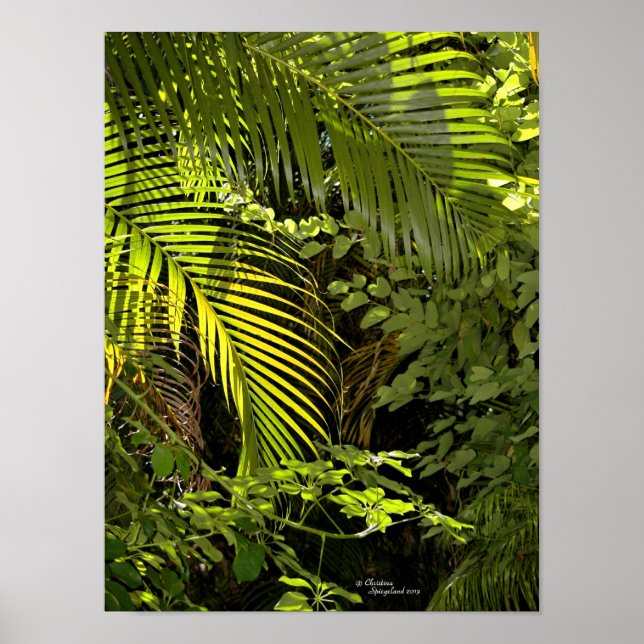 Folhas de palma tropicais e Poster (Frente)