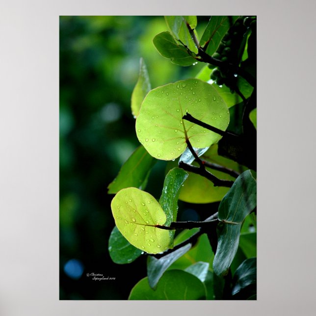 Folhas de uva-do-mar Tree Bush Poster (Frente)