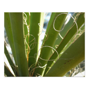 Folhas de Yucca Fotografia Verde da Natureza