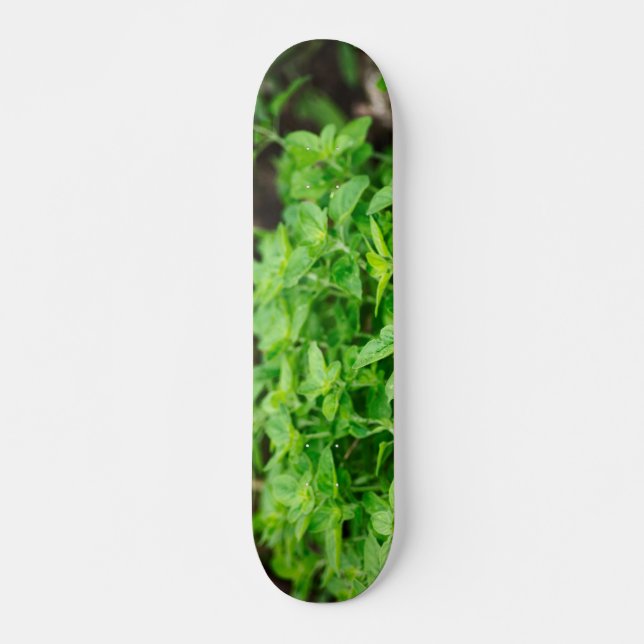 Folhas do skateboard (Frente)