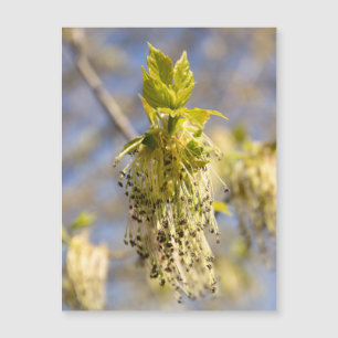 Folhas fofas em foto da primavera