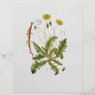 Folheto de Ilustração Vintage Dandelion