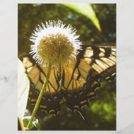 Folheto Monarch June