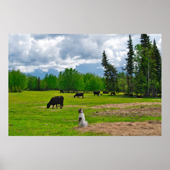 Fora no Poster da Pastura (Frente)