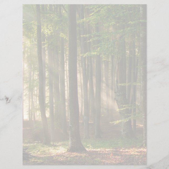Forests | Autumn Forest (Frente)
